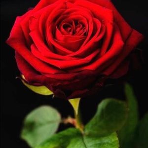 Meet your Posher, Lynn